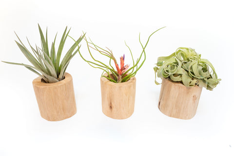 Set of 3 Large Driftwood Containers with Custom Tillandsia Air Plants, retail packaging