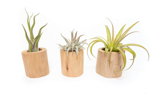 Large Driftwood Containers Custom Air Plants Set of 3