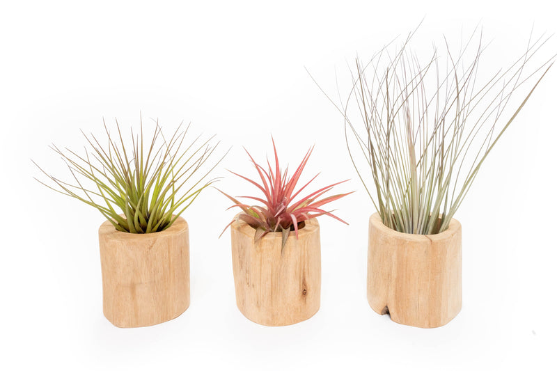 Load image into Gallery viewer, Set of 3 Large Driftwood Containers with Custom Tillandsia Air Plants
