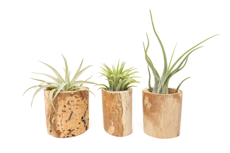 Load image into Gallery viewer, Driftwood Tillandsia Air Plant or Succulent Container
