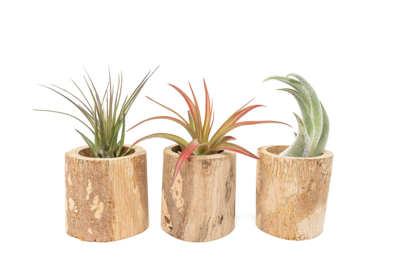Load image into Gallery viewer, Driftwood Tillandsia Air Plant or Succulent Container
