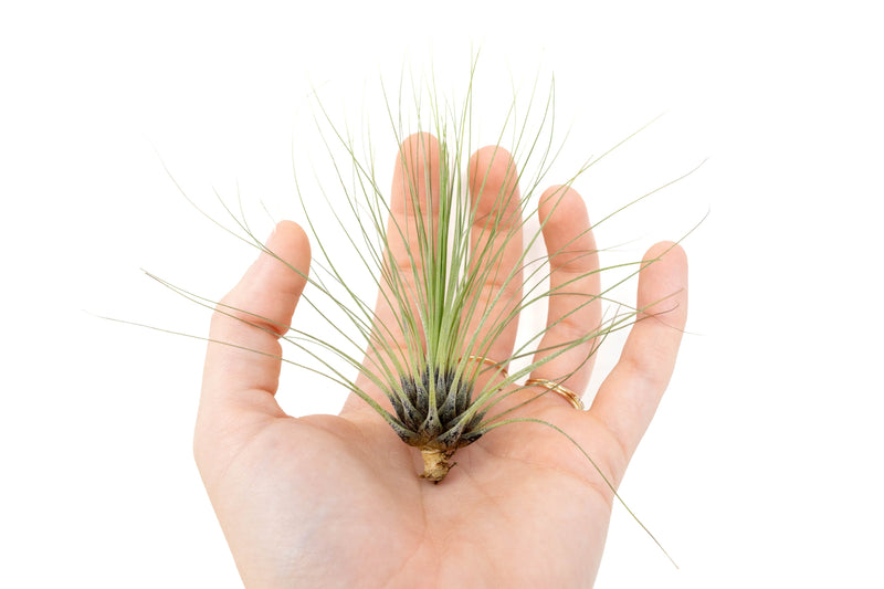 Load image into Gallery viewer, Tillandsia Filifolia Air Plants
