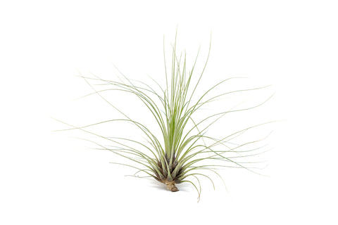 Tillandsia Filifolia Air Plants, additional product view 2