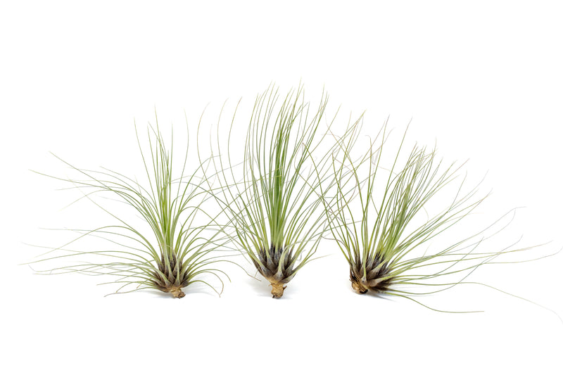 Load image into Gallery viewer, Tillandsia Filifolia Air Plants
