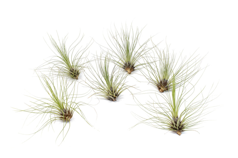Load image into Gallery viewer, Tillandsia Filifolia Air Plants
