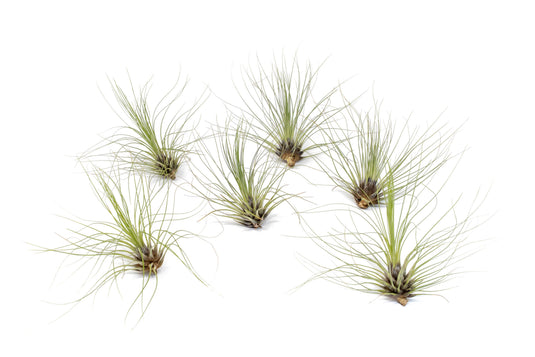 Tillandsia Filifolia Air Plants