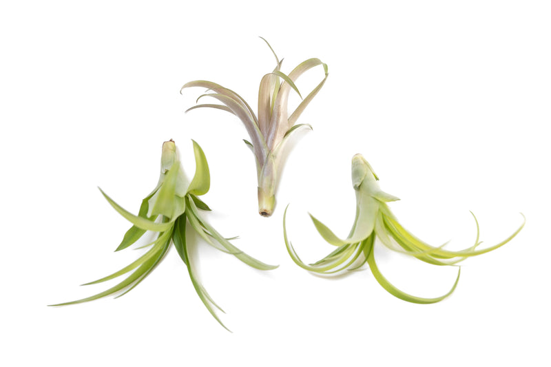 Load image into Gallery viewer, Tillandsia Flabellata Air Plants
