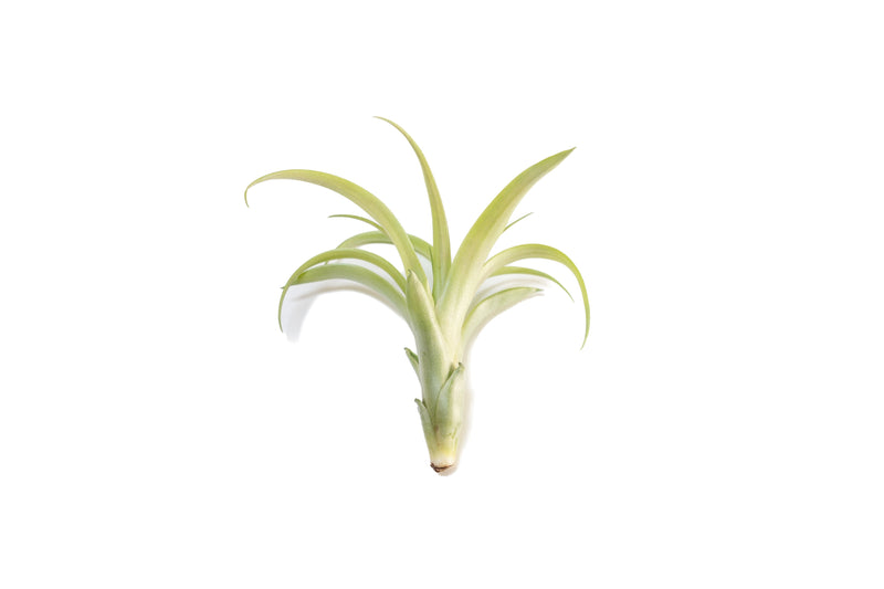 Load image into Gallery viewer, Tillandsia Flabellata Air Plants
