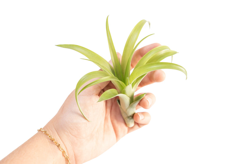 Load image into Gallery viewer, Tillandsia Flabellata Air Plants
