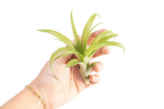 Tillandsia Flabellata Air Plants