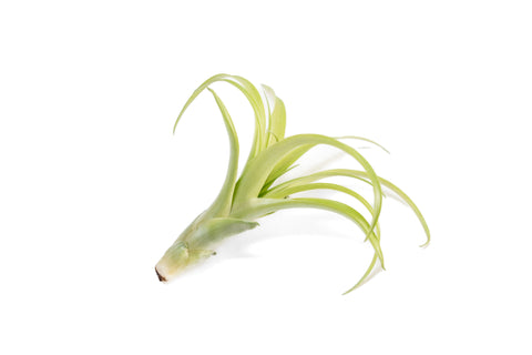 Tillandsia Flabellata Air Plants, additional product view 2