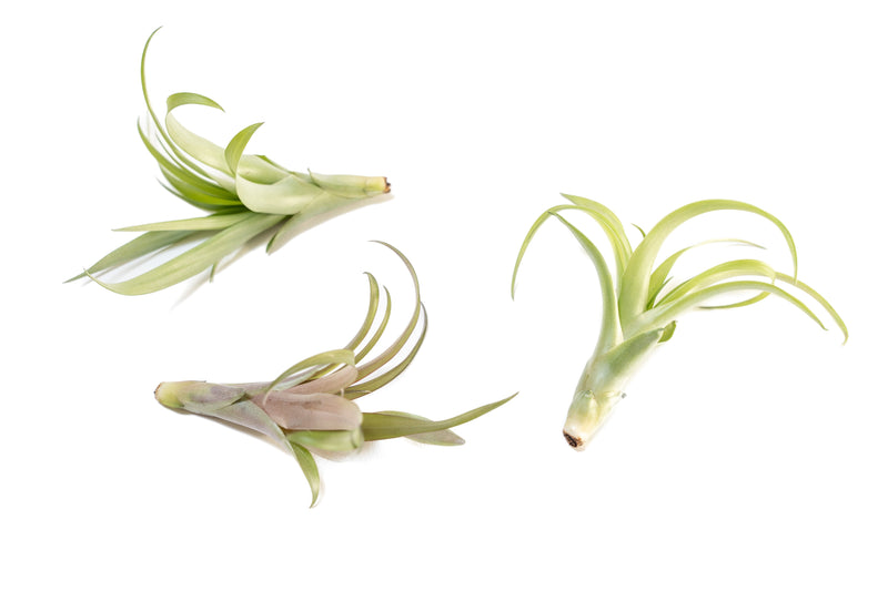 Load image into Gallery viewer, Tillandsia Flabellata Air Plants
