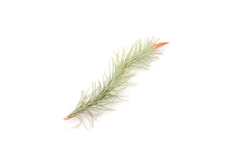 Tillandsia Funckiana Air Plants, additional product view 2