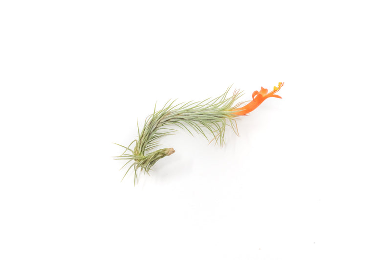 Load image into Gallery viewer, Tillandsia Funckiana Air Plants

