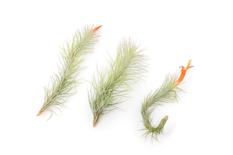 Load image into Gallery viewer, Tillandsia Funckiana Air Plants
