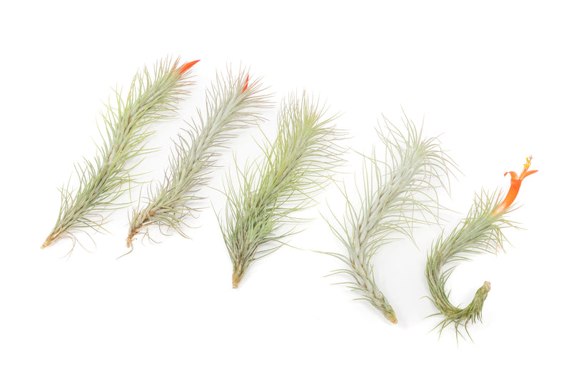 Load image into Gallery viewer, Tillandsia Funckiana Air Plants
