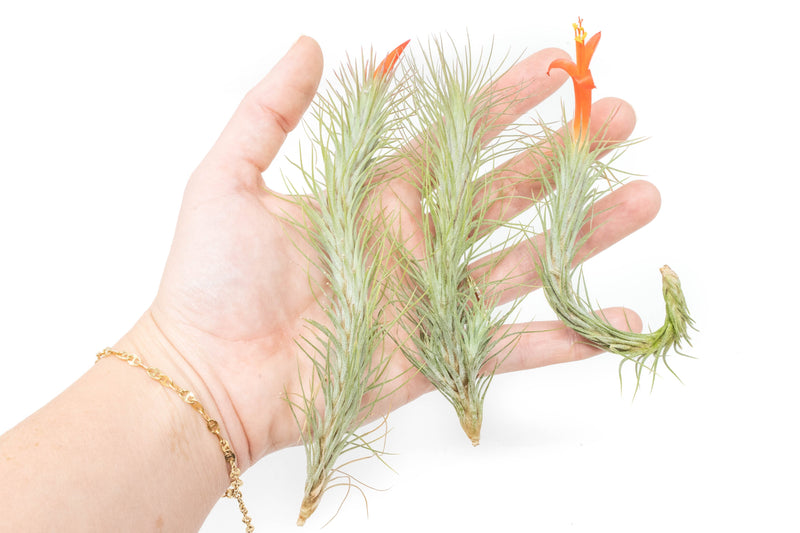 Load image into Gallery viewer, Tillandsia Funckiana Air Plants
