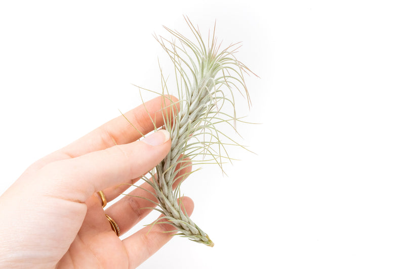 Load image into Gallery viewer, Tillandsia Funckiana Air Plants
