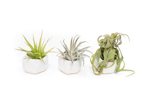White Geometric Ceramic Containers Trio