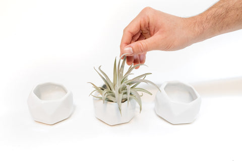 Trio of White Geometric Ceramic Containers with Assorted Tillandsia Air Plants, retail packaging