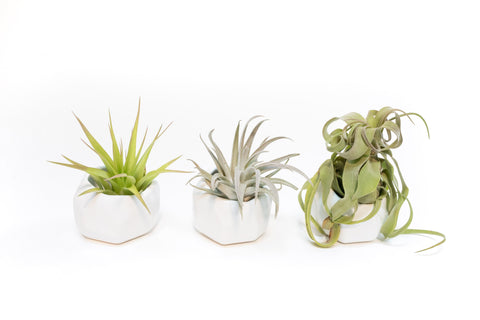 White Geometric Ceramic Containers Custom Trio