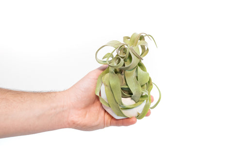 White Geometric Ceramic Container with Assorted Tillandsia Air Plant, retail packaging