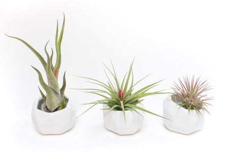 Trio of White Geometric Ceramic Containers with Custom Tillandsia Air Plants, retail packaging