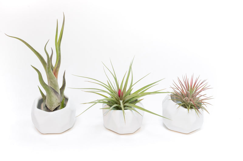 Load image into Gallery viewer, White Geometric Ceramic Container
