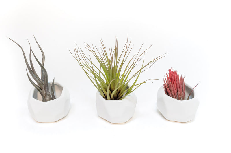 Load image into Gallery viewer, Trio of White Geometric Ceramic Containers with Assorted Tillandsia Air Plants
