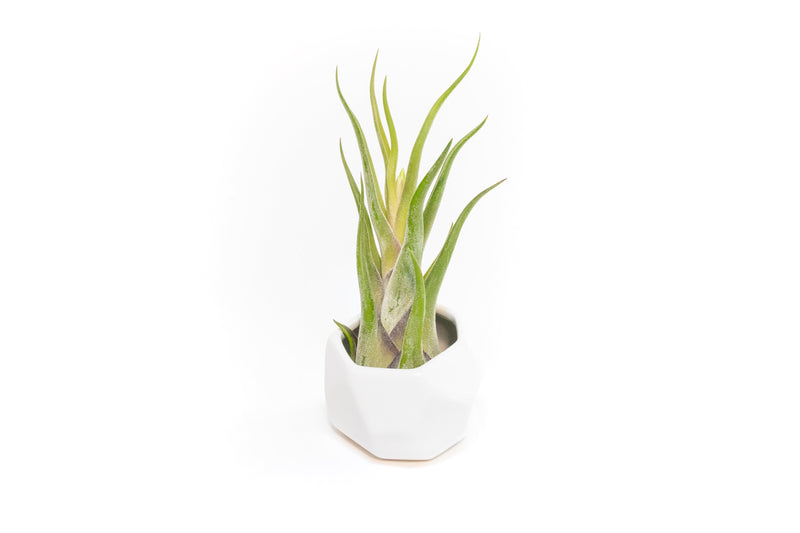 Load image into Gallery viewer, White Geometric Ceramic Container with Custom Premium Tillandsia Air Plant
