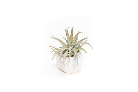 White Geometric Ceramic Container with Custom Premium Tillandsia Air Plant, retail packaging
