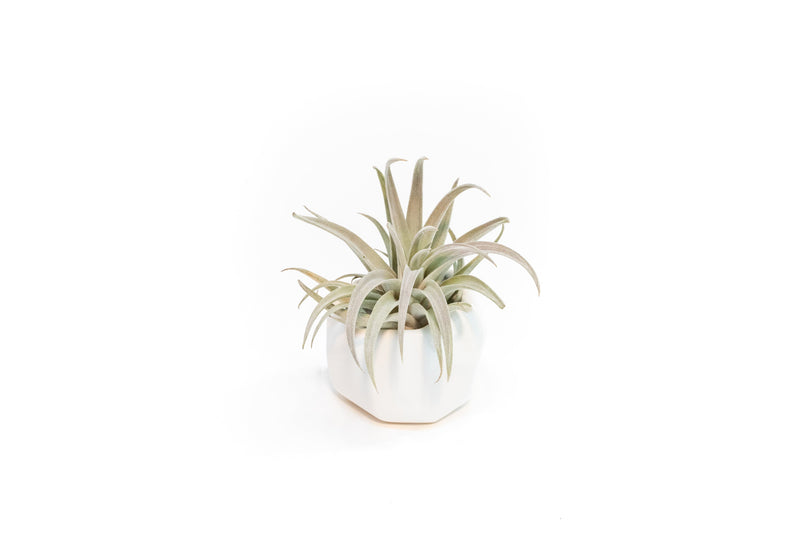 Load image into Gallery viewer, White Geometric Ceramic Container with Assorted Tillandsia Air Plant
