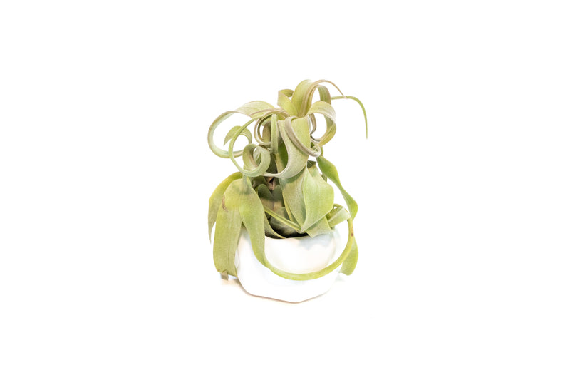Load image into Gallery viewer, White Geometric Ceramic Container with Custom Premium Tillandsia Air Plant
