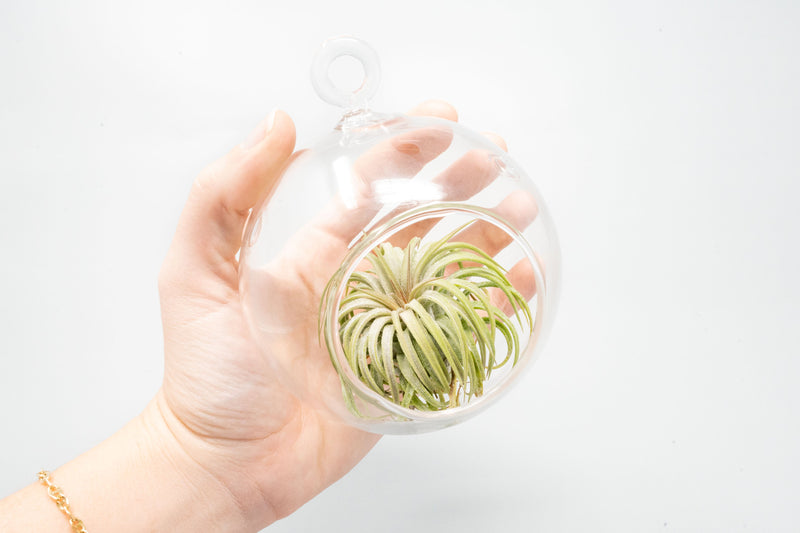 Load image into Gallery viewer, Hanging Round Bottom Glass Terrariums
