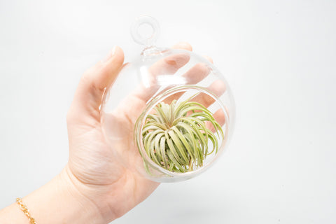 Hanging Round Bottom Glass Terrariums, additional product view 2