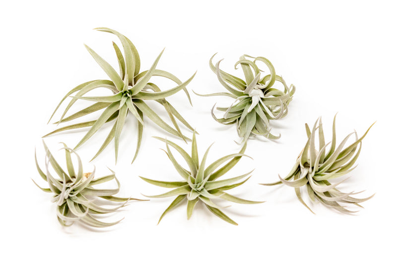 Load image into Gallery viewer, Tillandsia Harrisii Air Plants
