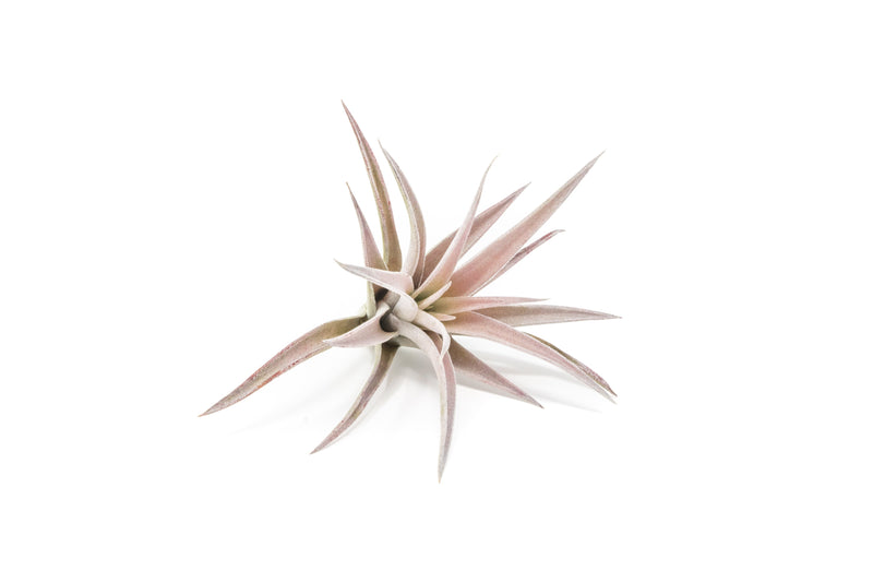 Load image into Gallery viewer, SALE - The Elegant Collection of Tillandsia Air Plants - Set of 10, 20, or 30 - 60% Off
