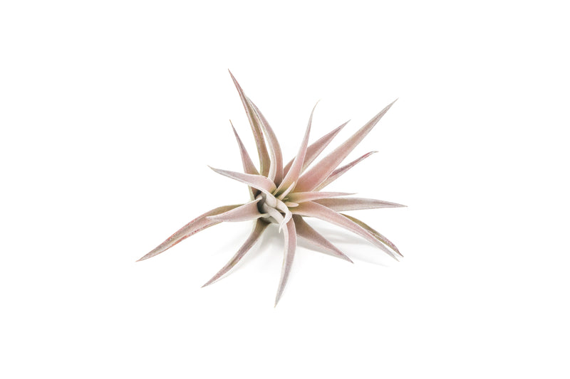 Load image into Gallery viewer, SALE - The Inca Collection of Tillandsia Air Plants - Sets of 9 or 18 - 30% Off
