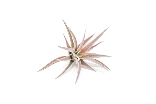 SALE - Tillandsia Harrisii Air Plants - Set of 10, 15, or 20 - 60% Off