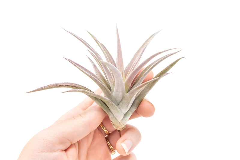Load image into Gallery viewer, Tillandsia Harrisii Air Plants
