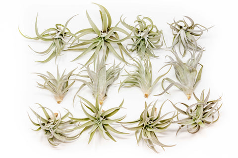 Tillandsia Harrisii Air Plants Set of 10-20