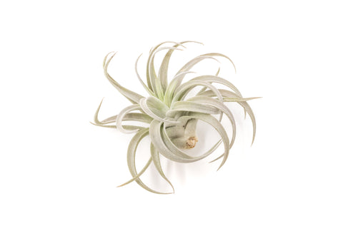 SALE - Tillandsia Harrisii Air Plants - Set of 10, 15, or 20 - 60% Off, additional product view 2