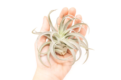 Large Tillandsia Harrisii Air Plant
