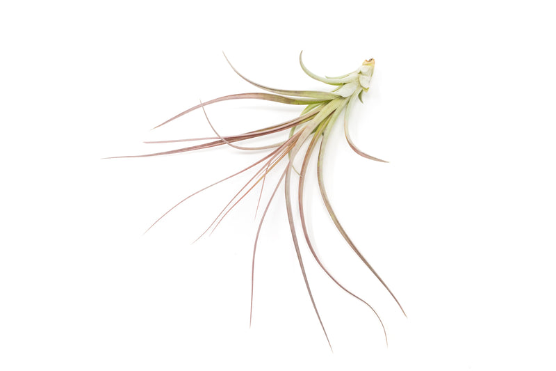 Load image into Gallery viewer, Tillandsia Heather's Blush Air Plant
