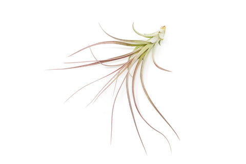 Tillandsia Heather's Blush Air Plant, additional product view 2