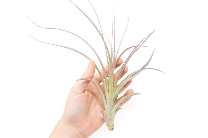 Load image into Gallery viewer, Tillandsia Heather's Blush Air Plant
