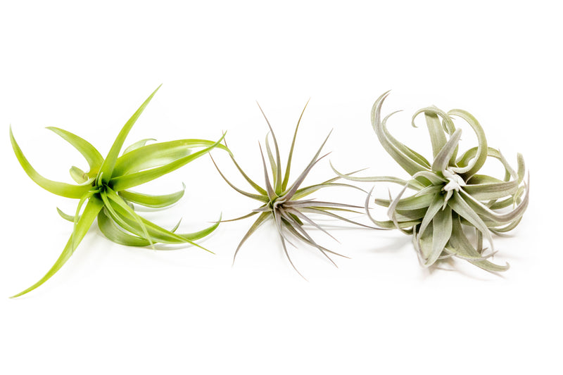 Load image into Gallery viewer, SALE - The Inca Collection of Tillandsia Air Plants - Sets of 9 or 18 - 30% Off
