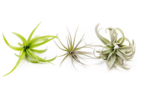 Inca Collection of Tillandsia Air Plants