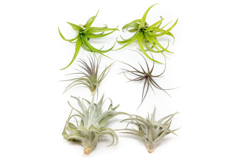 SALE - The Inca Collection of Tillandsia Air Plants - Sets of 9 or 18 - 30% Off, additional product view 2