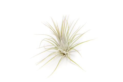 SALE - Tillandsia Ionantha Guatemala Air Plants - Set of 10, 20 or 50 Air Plants - 70% Off, additional product view 2